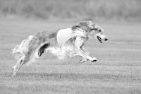 Open Prelim 2, Masquerade Freebie-0523-2