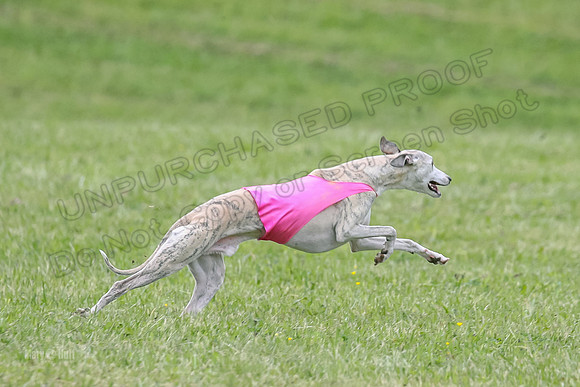 Prelim Veterans 6, Rosie Tomte Akela-0267
