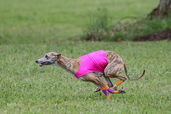 Prelim Open F1, Soarin Checkmate Player-9225