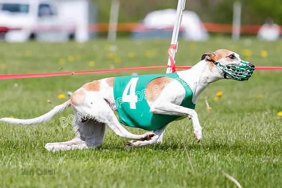 NOTRA Program 2, Race 6, Cinder Stormy Gibbs Shakespeare-2-8