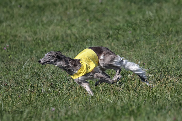 2 Finals Fch 1 Foxy Kelso Lizzie-8332
