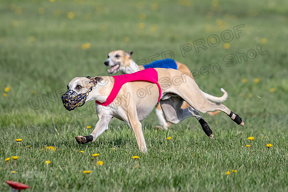 1Prelims Open E4 Dot Charlie Sable-0844