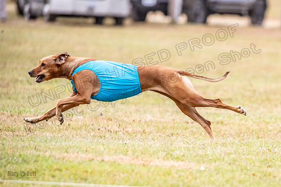 Finals Fch 1 Islay Opal Dakota-2419