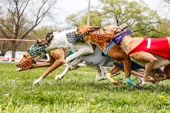 WRA, Prg 3, Race 11, Whammy Rogue Jigsaw Bookie Navi Chase-9262