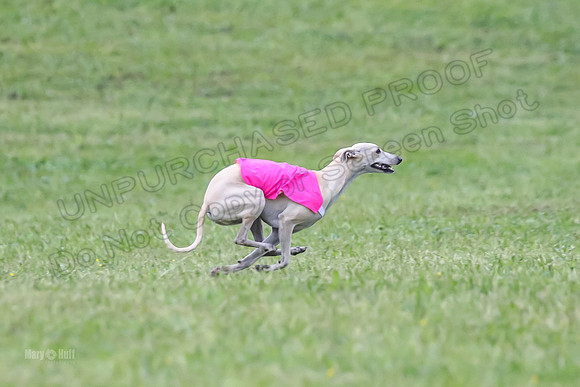 Prelim Open B3, Tusi Dany Tails-8464
