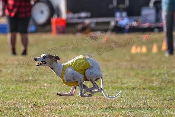 Finals Vet Bug-4071
