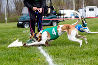 WRA, Prg 1, Race 1, Puppy, Sprig Gnocchi-8244