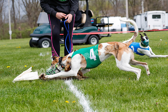 WRA, Prg 1, Race 1, Puppy, Sprig Gnocchi-8244