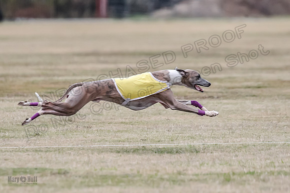 Finals Open 4 Rigel Trixie-4118