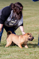 Shar Pei's