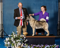 Elkhound 2020-1115