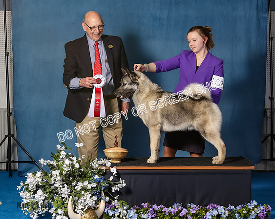 Elkhound 2020-1115
