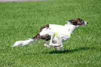 Silken Windhound