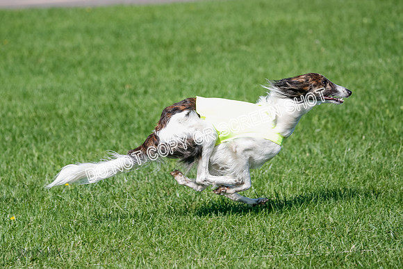 Silken Windhound Prelim, Finnegan-2971