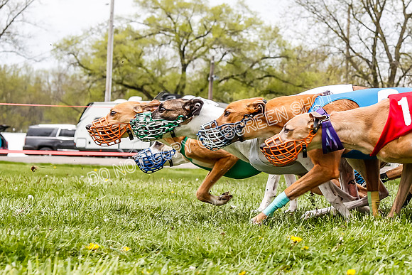 WRA, Prg 3, Race 11, Whammy Rogue Jigsaw Bookie Navi Chase-9261