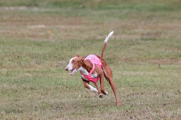 1 Prelims Fch 2 Madyson Maverick-5832