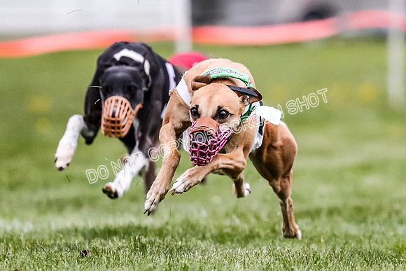 WRA, Prg 1, Race 8, Terra Flora Smudge Seeker Maybe Java-8368