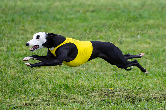 Prelims Open A2, Poppy Mateo Misty-3219