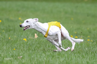 Prelims Whippet Veteran-4495