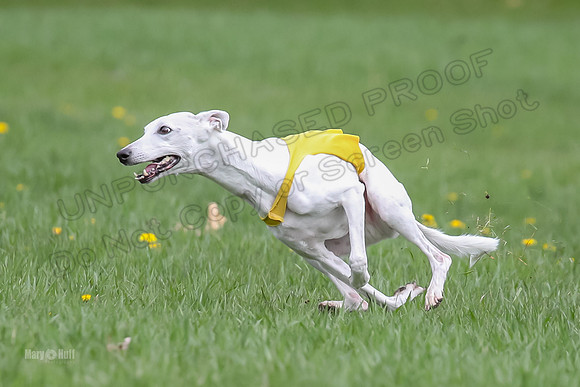 Prelims Whippet Veteran-4495