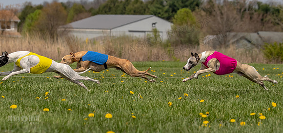 Finals Specials B2 PeteySue Frankie Rush-4612