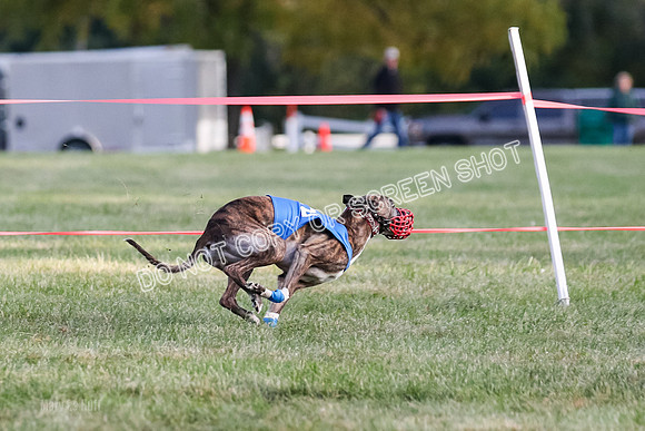Prg 1, race 3, Dandylion Moki Elevenes Shelby-0630