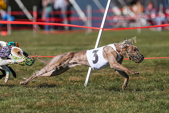 Prg 4, Race 11, Rebel Nami Grit Moonstruck-2714