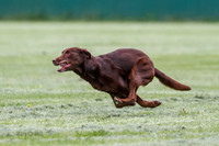 Cat Test 2-0894