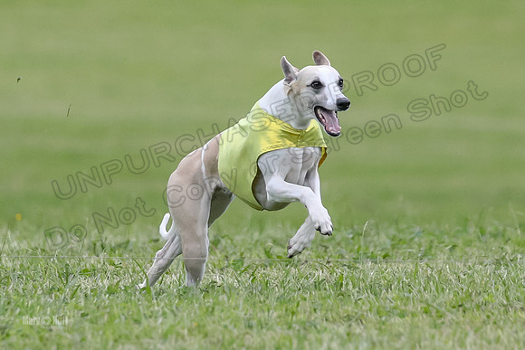 Finals Open D4, Roo Shroom Torque-0913