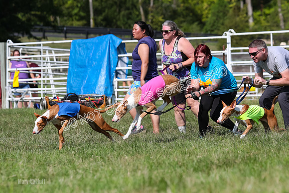 Open Prelim B1, Libby, Rogue, Penny-7744