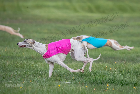 1Prelims Open A2 Delilah ZipIt Kiwi-0125