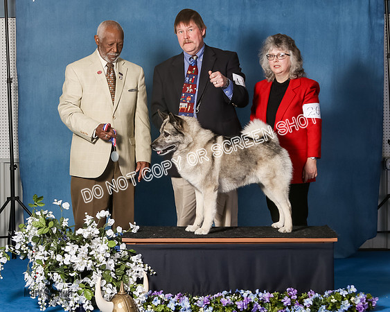 Elkhound 2020-1200