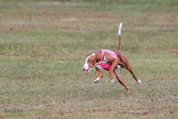 1 Prelims Fch 2 Madyson Maverick-5833