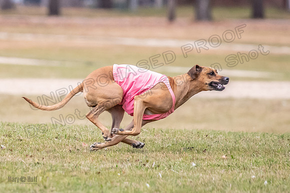 Finals Fch 1 Islay Opal Dakota-2400