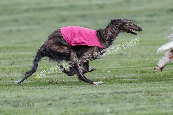 Prelim, Open, Rainbow Vera-8454