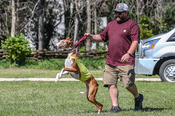 Finals Vet Dawn Izzy-8360