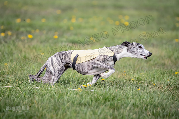 1 Prelim FCh A4 Whisper Zinger-6710