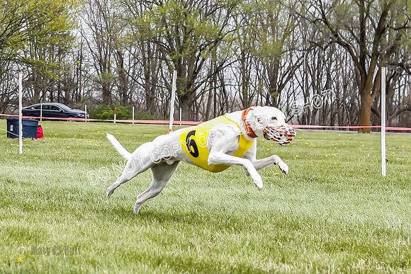 WRA, Prg 4, Race 2, Seeker Eddie Watson Clyps Pandy Barley-9298