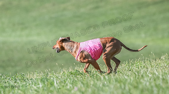 1 Prelims Vet 2 Xena Libby-5376
