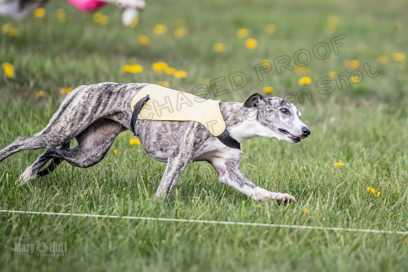 1 Prelim FCh A4 Whisper Zinger-6708