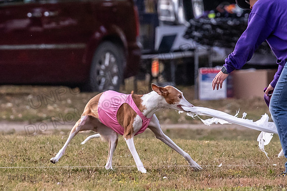Finals Vet Izzy Thea-3337