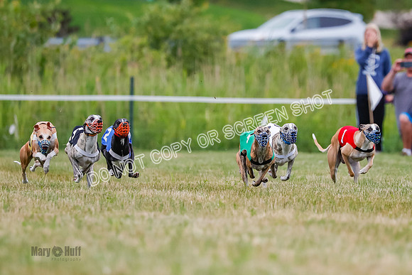 Prg 2, Race 4, Marty, Bogie, Denim, Meatloaf, Blaze, Raz-0983