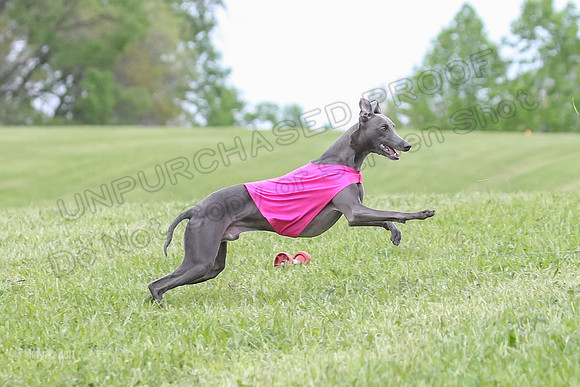 Finals Open C1, Oscar Strummer Rex-0637