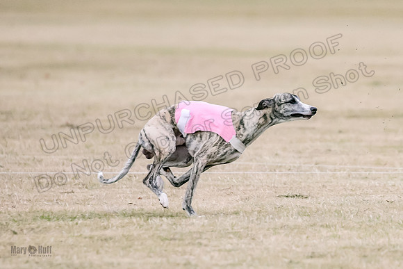 1Prelim Open 2 Shine Maverick Steel-2966