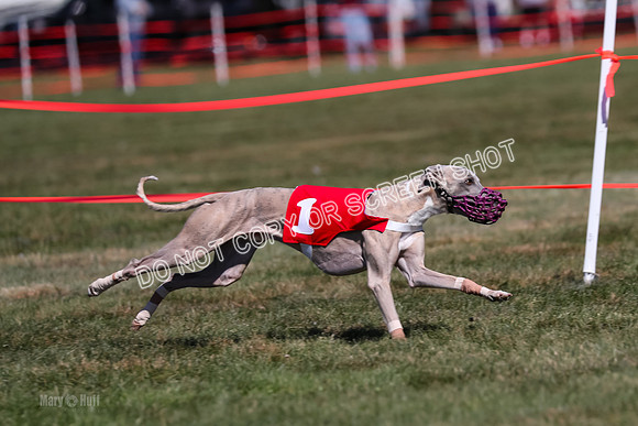 Prg 3, Race 10, Blitz Moonstruck Fortuna Tipa-2195
