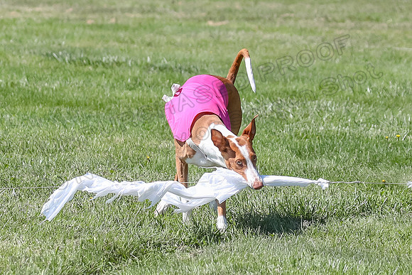Finals Fch 2 Beastie Ginny-8323