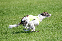 Silken Windhound Prelim, Finnegan-2982