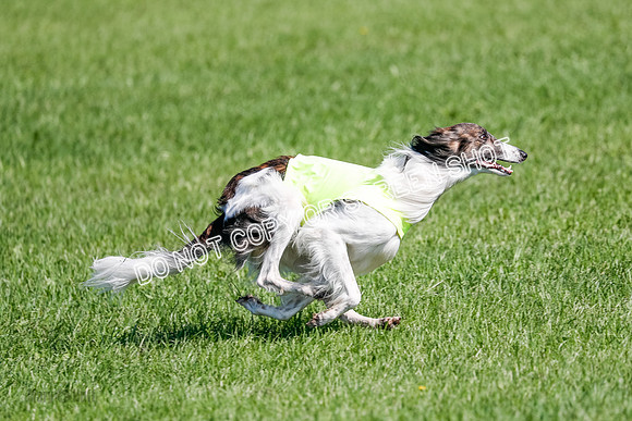Silken Windhound Prelim, Finnegan-2982