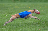 Finals Whippet Open-4685