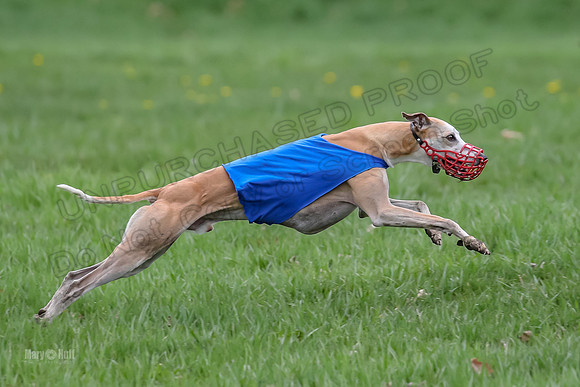 Finals Whippet Open-4685
